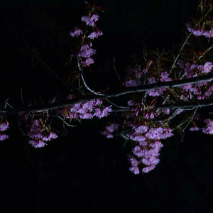 一级黄色录像毛片
